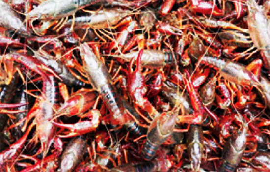 成品虾规格整齐，体色鲜艳，肉质饱满