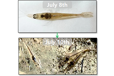 Efficient control program of Vannamei shrimp Vibrio